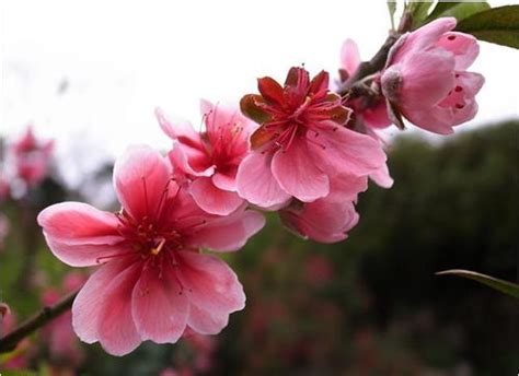 鹹池桃花|咸池桃花